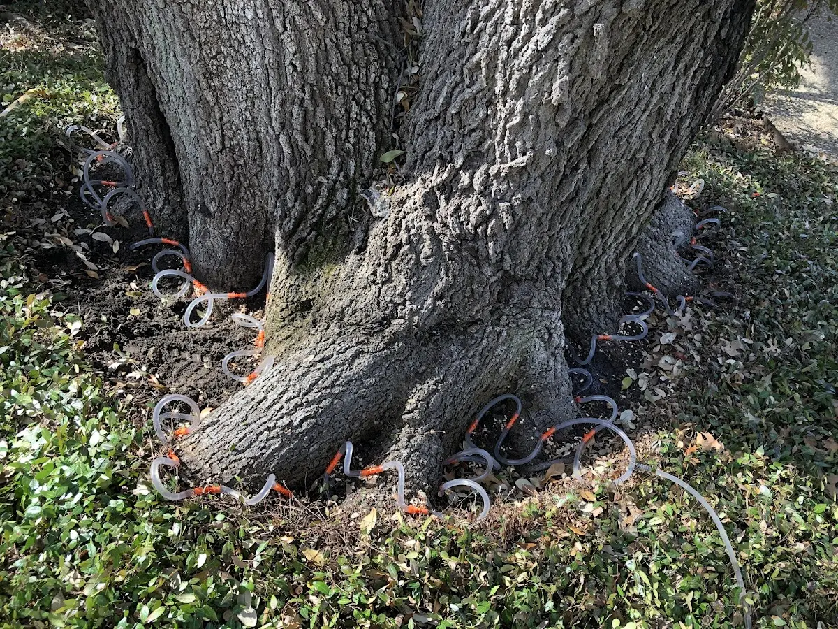 Detailed Tree Cabling and Bracing job site in Jacksontown